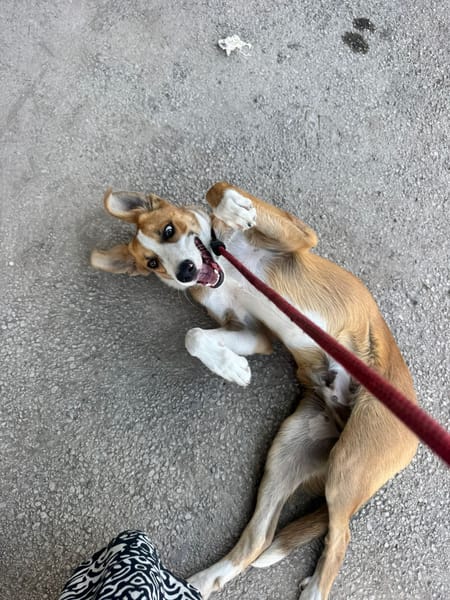 MILO   (Martina)