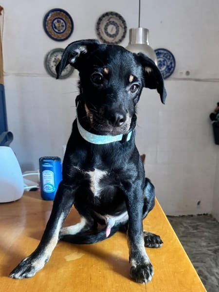 MERLIN  (Martina)