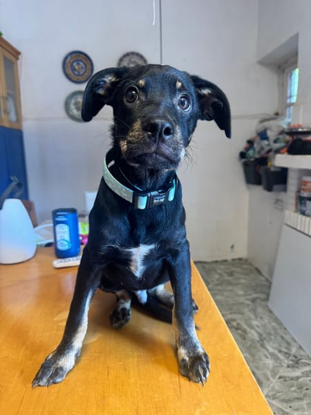 MERLIN  (Martina)