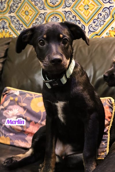 MERLIN  (Martina)
