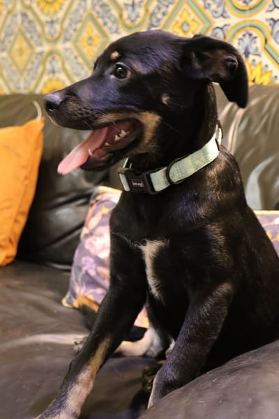 MERLIN  (Martina)