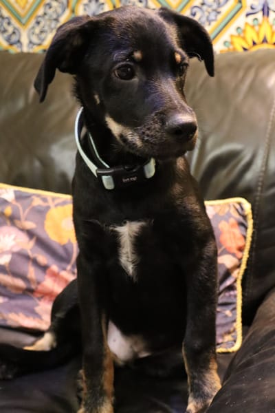 MERLIN  (Martina)