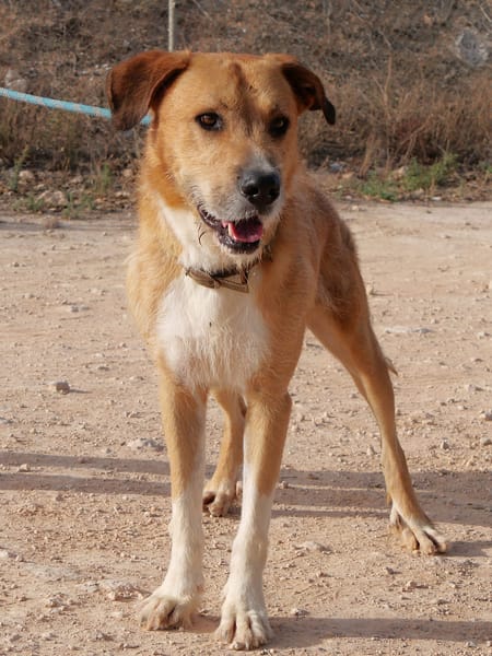 CORONEL (Maria)