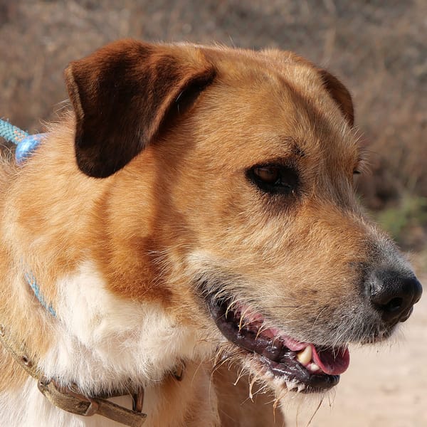CORONEL (Maria)