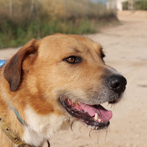 CORONEL (Maria)