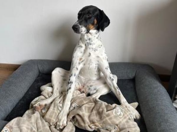 Yuna2 verschmust und gesellig 05/24 DE