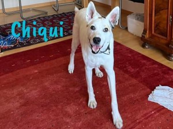 Chiqui liebevoll und verspielt 09/22 DE