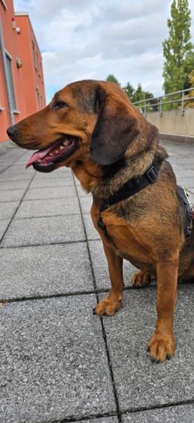 Anka eine Hundeseele sucht Dich...