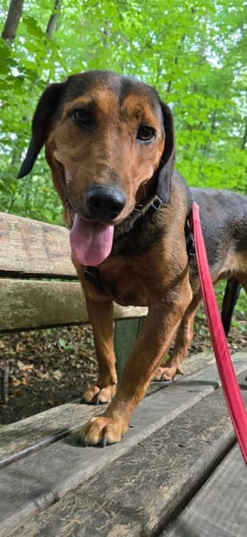Anka eine Hundeseele sucht Dich...