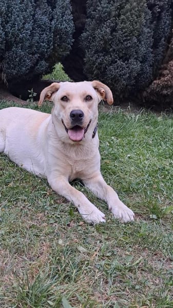 Luna, 1,5-jährige  Labi Hündin