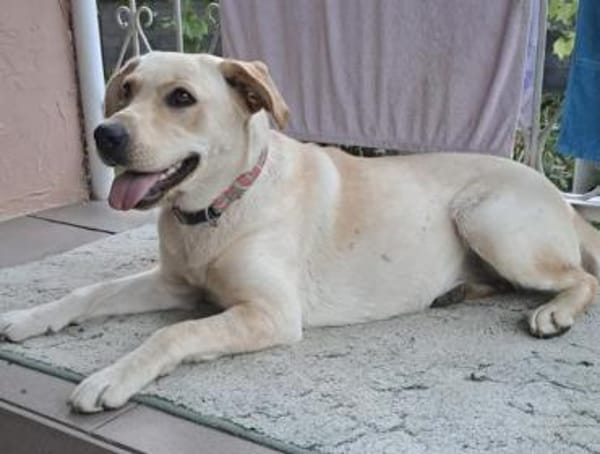 Luna, 1,5-jährige  Labi Hündin