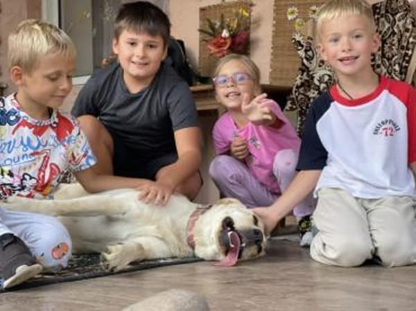 Luna, 1,5-jährige  Labi Hündin