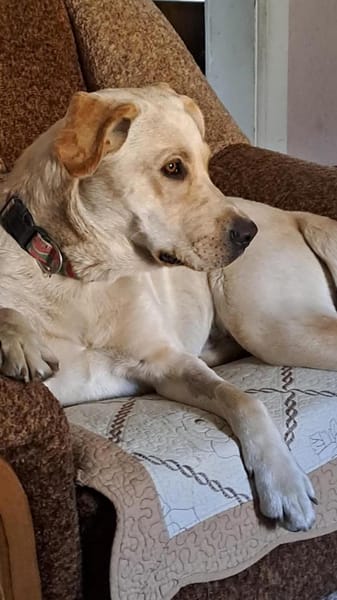 Luna, 1,5-jährige  Labi Hündin