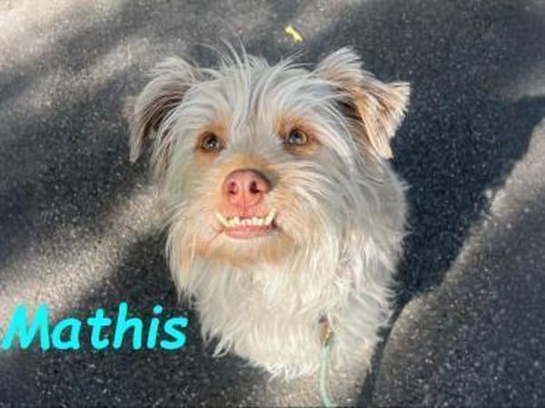 Mathis - anhänglich und aktiv 08/22 DE