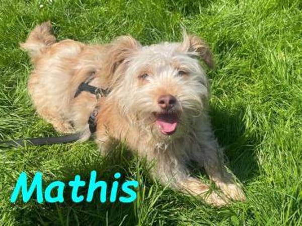 Mathis - anhänglich und aktiv 08/22 DE