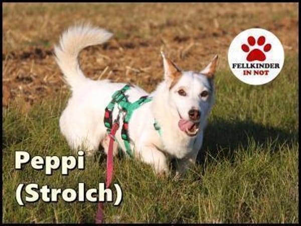 Corgi Mischling Peppi sucht sein Glück