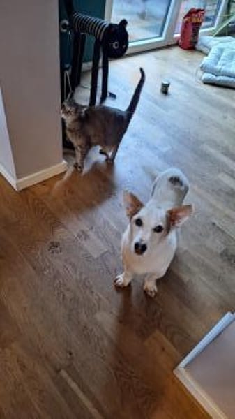 Corgi Mischling Peppi sucht sein Glück