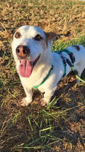 Corgi Mischling Peppi sucht sein Glück