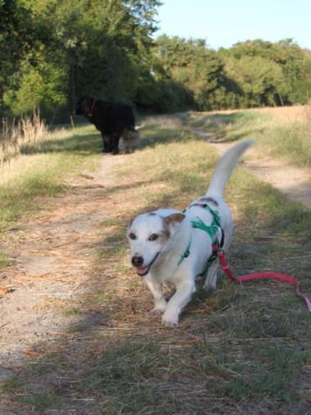 Corgi Mischling Peppi sucht sein Glück