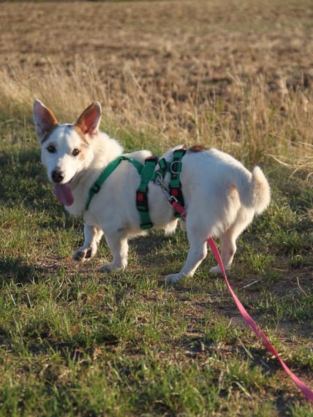 Corgi Mischling Peppi sucht sein Glück