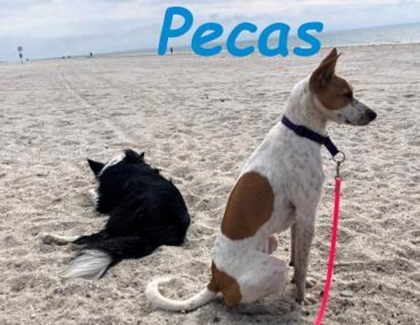 Pecas bereit fürs Abenteuer! 05/22 DE