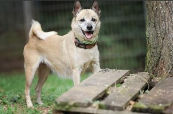 Bonny sucht ein verlässliches Zuhause