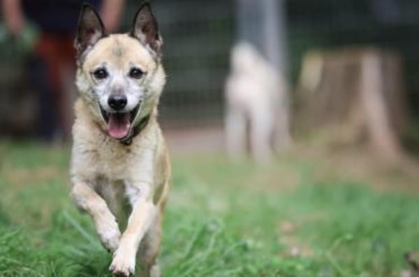 Bonny sucht ein verlässliches Zuhause