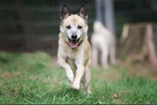 Bonny sucht ein verlässliches Zuhause