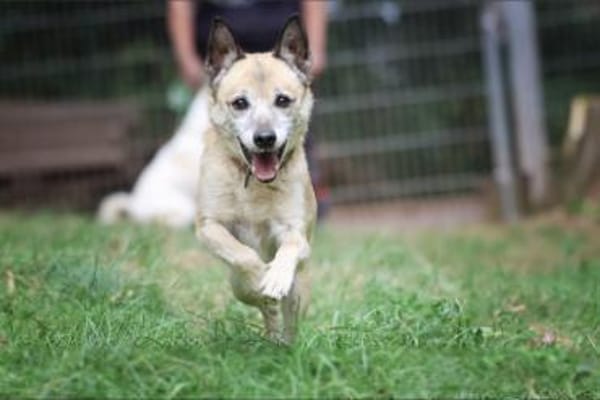 Bonny sucht ein verlässliches Zuhause