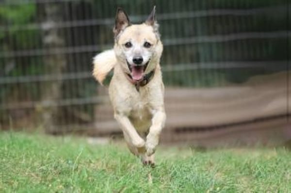 Bonny sucht ein verlässliches Zuhause
