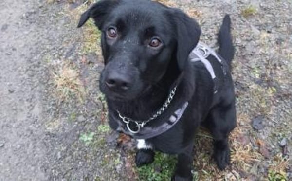 Trudy sucht ein aktives Zuhause