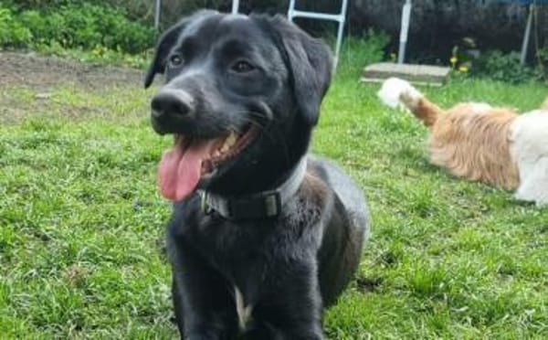 Trudy sucht ein aktives Zuhause