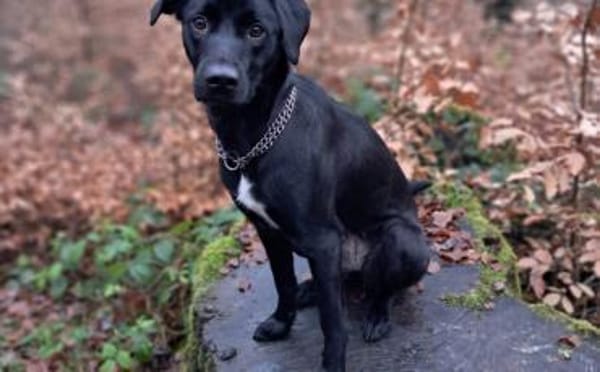Trudy sucht ein aktives Zuhause