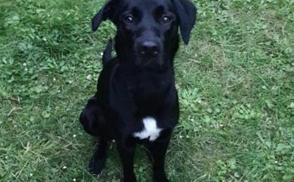 Trudy sucht ein aktives Zuhause