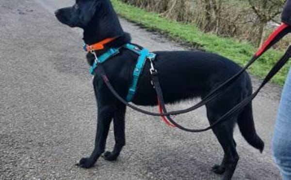 Trudy sucht ein aktives Zuhause