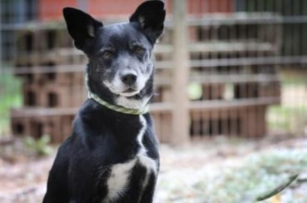Blacky hat ein schönes Zuhause verdient