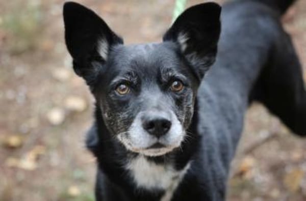 Blacky hat ein schönes Zuhause verdient