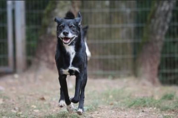 Blacky hat ein schönes Zuhause verdient