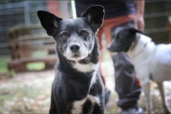 Blacky hat ein schönes Zuhause verdient