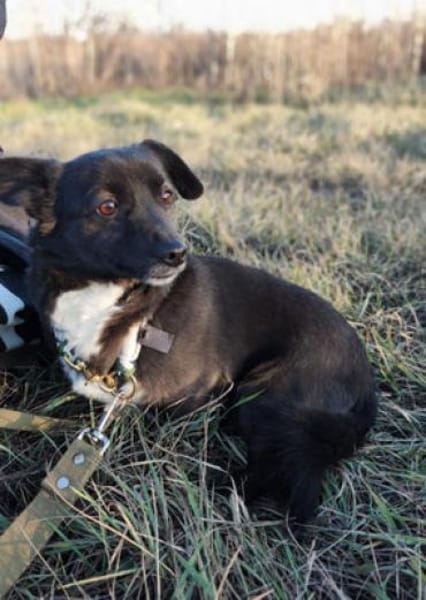 Gerda  Ein Wunderhund voller Liebe