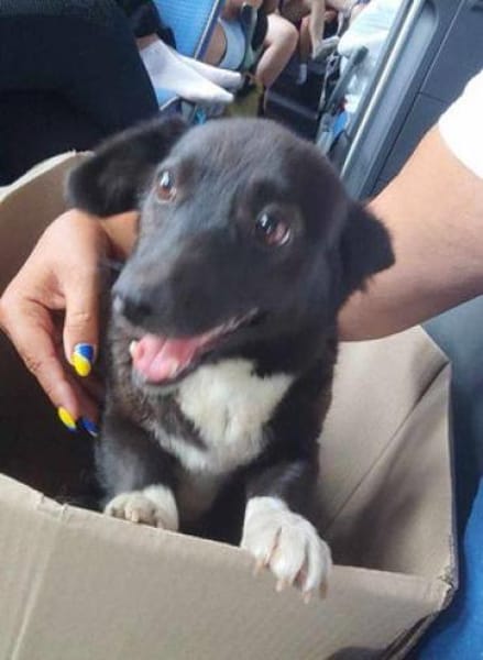 Gerda  Ein Wunderhund voller Liebe