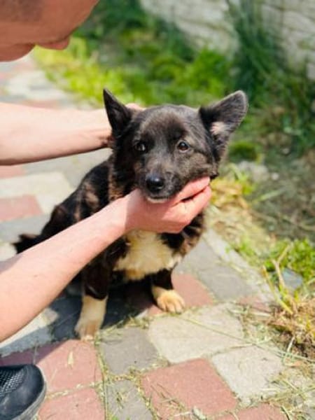Gerda  Ein Wunderhund voller Liebe