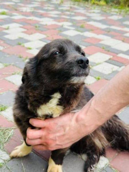 Gerda  Ein Wunderhund voller Liebe