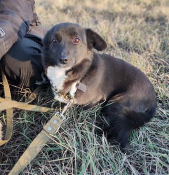 Gerda  Ein Wunderhund voller Liebe