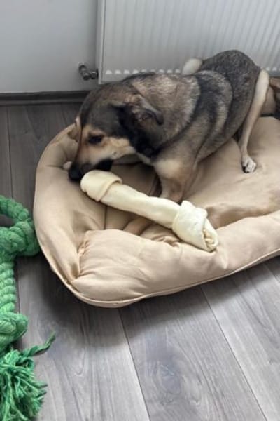 Ahri-sucht hundeerfahrene Menschen🐶