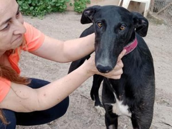 Talco liebenswerter junger Galgo 6/24 DE