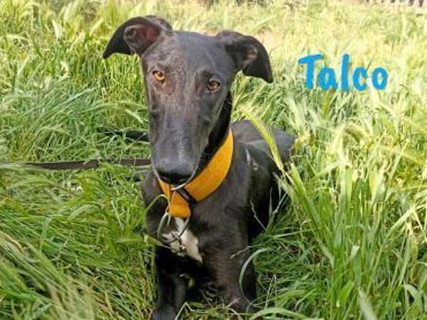 Talco liebenswerter junger Galgo 6/24 DE