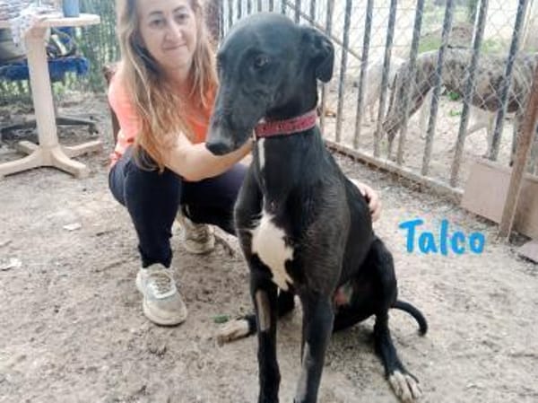 Talco liebenswerter junger Galgo 6/24 DE