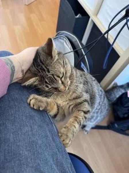 Vermittlungshilfe für junge Dame Arya
