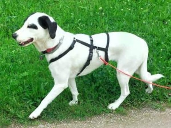 Jiji sanft, ruhig und liebevoll 7/23 DE